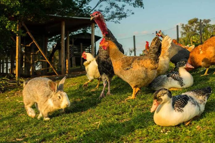 1834015795 featured image Deadly Strain of Bird Flu Confirmed at Mississippi Poultry Farm