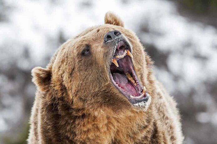 590795564 featured image Bear roaring in snowy environment showing sharp teeth