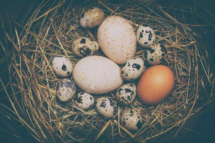 1666625176 featured image Various eggs in a nest on straw bedding
