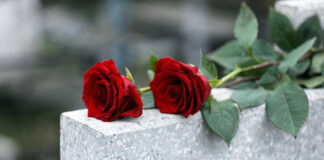 Red roses on a gray stone surface.