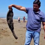 Devastating Oil Spoil Wrecks Havoc Along Coast