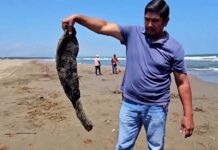 Devastating Oil Spoil Wrecks Havoc Along Coast