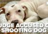 Judge SHOOTS Puppy — Immediate Investigation Launched