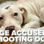 Judge SHOOTS Puppy — Immediate Investigation Launched