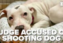 Judge SHOOTS Puppy — Immediate Investigation Launched