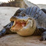 Alligator with mouth open on sandy ground