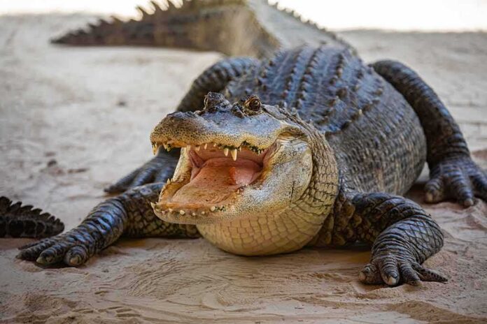 Alligator with mouth open on sandy ground