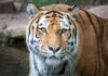 Lunatic DEAD After Jumping into Tiger Pen Tiger close-up in shallow water