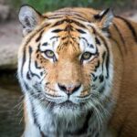 Lunatic DEAD After Jumping into Tiger Pen Tiger close-up in shallow water