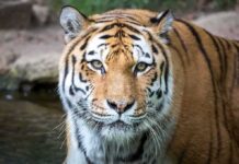 Tiger close-up in shallow water